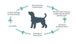 dog mitochondria diagram