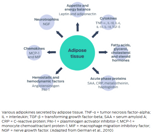 Adipose tissue - Hemostatic and hemodynamic factors (Anglotensinogen PAI-1), Chemokines (MCP-1 and MIF), Neurotrophins (NGF), Appetite and energy balance (Leptin and adiponectin), Cytokines (TNF-α, IL-1β, IL-6, IL-10, IL-18, TGF-β), Fatty acids, glycerol, cholesterol and steroid hormones, Acute phase proteins (SAA, CRP, metallotheinin, haptoglobin)