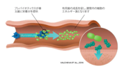 Purina Institute 消化