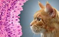 Profile of a ginger cat alongside a magnified view of pink tissue cells