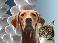 Katze und Hund