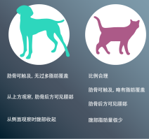犬 - 从上方观察时呈沙漏状。可以轻松触及肋骨。从侧面观察时可看到腹部赘肉。猫 - 从侧面观察时腹部脂肪垫不易辨认。可以轻松触及肋骨。从上方观察时呈沙漏状。