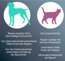 Hund – von oben betrachtet eine Sanduhrform. Die Rippen lassen sich leicht ertasten. Gestraffte Bauchdecke in der Profilansicht. Katze – minimale Fettpolster am Bauch in der Profilansicht. Die Rippen lassen sich leicht ertasten. Von oben betrachtet eine Sanduhrform.