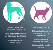 Chien - Silhouette en forme de sablier, vue du dessus. Côtes facilement palpables. Dépression abdominale, vue de profil. Chat - Couche de graisse minimale sur le ventre, vue de profil. Côtes facilement palpables. Silhouette en forme de sablier, vue du dessus.