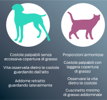 Cane: forma a clessidra se visto dall'alto. Le costole possono essere tastate facilmente. Pieghe addominali se visto di profilo. Gatto: cuscinetto adiposo addominale minimo visibile di profilo. Le costole possono essere tastate facilmente. Forma a clessidra se visto dall'alto.