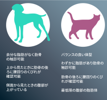 犬 - 上から見た場合に砂時計の形になっています。簡単に肋骨を感じることができます。横から見た場合に腹のたるみがあります。猫 - 横から見た場合に腹の脂肪が少ないです。簡単に肋骨を感じることができます。上から見た場合に砂時計の形になっています。