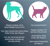 Hund – von oben betrachtet eine Sanduhrform. Die Rippen lassen sich leicht ertasten. Gestraffte Bauchdecke in der Profilansicht. Katze – minimale Fettpolster am Bauch in der Profilansicht. Die Rippen lassen sich leicht ertasten. Von oben betrachtet eine Sanduhrform.