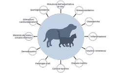 Riduzione dell'aspettativa di vita, stress ossidativo, osteoartrite, infiammazione, insulino-resistenza, diabete mellito, lipidosi epatica, patologie orali, dermatopatie, malattie del tratto urinario inferiore, alterazioni cardiorespiratorie, ipertrigliceridemia.