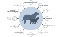 Redução da longevidade, estresse oxidativo, osteoartrite, inflamação, resistência à insulina, diabetes mellitus, lipidose hepática, doenças orais, dermatopatias, doença do trato urinário inferior, alterações cardiorrespiratórias, hipertrigliceridemia.