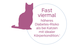 Fast viermal höheres Diabetes-Risiko als bei Katzen mit idealer Körperkondition.