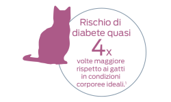 Rischio di diabete quasi 4 volte maggiore rispetto ai gatti in condizioni corporee ideali.