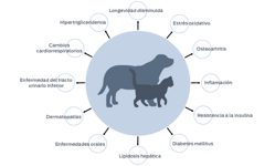 Reducción de la longevidad, estrés oxidativo, osteoartritis, inflamación, resistencia a la insulina, diabetes mellitus, lipidosis hepática, enfermedades orales, dermatopatías, enfermedad del tracto urinario inferior, cambios cardiorrespiratorios, hipertrigliceridemia.