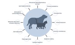 Riduzione dell'aspettativa di vita, stress ossidativo, osteoartrite, infiammazione, insulino-resistenza, diabete mellito, lipidosi epatica, patologie orali, dermatopatie, malattie del tratto urinario inferiore, alterazioni cardiorespiratorie, ipertrigliceridemia.