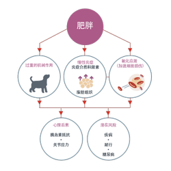肥胖症。超重产生的机械效应。慢性炎症、炎症介质和激素、脂肪组织。氧化应激,加速细胞损伤。生理后果:胰岛素抵抗、关节应力。潜在风险:疾病、跛足、糖尿病。
