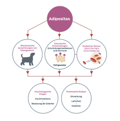 Fettleibigkeit. Mechanische Wirkung von Übergewicht. Chronische Entzündung, Entzündungsmediatoren und Hormone, Fettgewebe. Oxidativer Stress, beschleunigte Zellschäden. Physiologische Folge: Insulinresistenz, Gelenkbelastung. Potenzielle Risiken: Krankheit, Lahmheit, Diabetes.