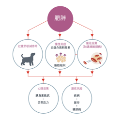 肥胖症。超重产生的机械效应。慢性炎症、炎症介质和激素、脂肪组织。氧化应激,加速细胞损伤。生理后果:胰岛素抵抗、关节应力。潜在风险:疾病、跛足、糖尿病。