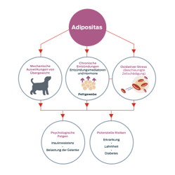 Fettleibigkeit. Mechanische Wirkung von Übergewicht. Chronische Entzündung, Entzündungsmediatoren und Hormone, Fettgewebe. Oxidativer Stress, beschleunigte Zellschäden. Physiologische Folge: Insulinresistenz, Gelenkbelastung. Potenzielle Risiken: Krankheit, Lahmheit, Diabetes.