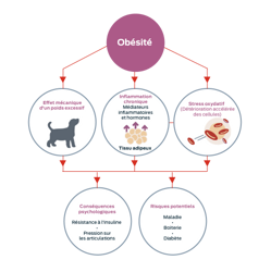 Obésité. Effet mécanique du surpoids. Inflammation chronique, médiateurs inflammatoires et hormones, tissu adipeux. Stress oxydatif, détérioration accélérée des cellules. Conséquences physiologiques : résistance à l'insuline, pression sur les articulations Risques : maladies, boiterie, diabète.