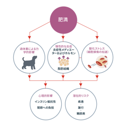 肥満。過体重による力学的影響。慢性炎症、炎症性メディエーターおよびホルモン、脂肪組織。酸化ストレス、細胞損傷の促進。生理学的影響:インスリン抵抗性、関節へのストレス。潜在的リスク:疾患、跛行、糖尿病。