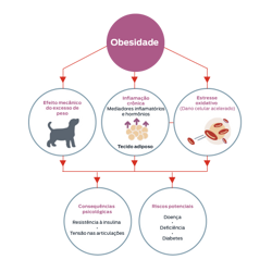 Obesidade. Efeito mecânico do excesso de peso. Inflamação crônica, mediadores inflamatórios e hormônios, tecido adiposo. Estresse oxidativo, dano celular acelerado. Consequência fisiológica: resistência à insulina, estresse articular. Riscos potenciais: doença, fraqueza, diabetes.