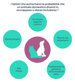 I fattori che aumentano la probabilità che un animale domestico diventi sovrappeso o obeso includono:1,2. Età, stato di sterilizzazione, eccessiva assunzione di calorie, stile di vita sedentario, predisposizione genetica all'aumento di peso.