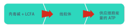 肉碱和长链脂肪酸 > 线粒体 > 保证细胞能量供应的三磷酸腺苷