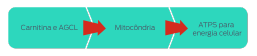 Carnitina e LCFAs > Mitocôndrias > ATPs para energia celular