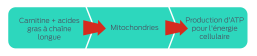 Carnitine and LCFAs > Mitochondria > ATPs for cell energy