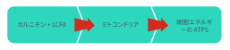 カルニチンと LCFA(長鎖脂肪酸) > ミトコンドリア > 細胞エネルギーの ATP