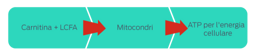 Carnitina + LCFA > Mitocondri > ATP per l'energia cellulare