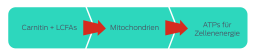 Carnitin und LCFAs > Mitochondrien > ATPs für Zellenergie