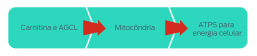 Carnitina e LCFAs > Mitocôndrias > ATPs para energia celular