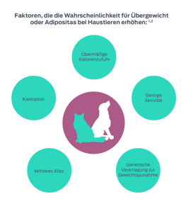 Faktoren, die die Wahrscheinlichkeit für Übergewicht oder Adipositas bei Haustieren erhöhen:1,2. Alter, Kastration, übermäßige Kalorienzufuhr, Bewegungsmangel, genetische Veranlagung zur Gewichtszunahme.