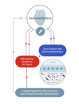 Diagramm zur Herzinsuffizienz