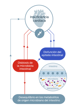 insuficiencia cardiaca