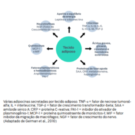 Tecido adiposo - fatores hemostáticos e hemodinâmicos (anglotensinogênio PAI-1), quimiocinas (MCP-1 e MIF), Neurotrofinas (NGF), Apetite e equilíbrio energético (leptina e adiponectina), citocinas (TNF-α, IL-1β, IL-6, IL-10, IL-18, TGF-β), Ácidos graxos, glicerol, colesterol e hormônios esteroides, proteínas de fase aguda (SAA, CRP, metaloteinina, haptoglobina)