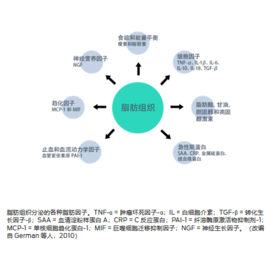 脂肪组织 - 止血和血液动力学因子(血管紧张素原 PAI-1)、趋化因子(MCP-1 和 MIF)、神经营养因子 (NGF)、食欲和能量平衡(瘦素和脂联素)、细胞因子(TNF-α、IL-1β、IL-6、IL-10、IL-18、TGF-β)、脂肪酸、甘油、胆固醇和类固醇激素、急性期蛋白(SAA、CRP、金属硫蛋白、触珠蛋白)