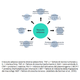 Tessuto adiposo - Fattori emostatici ed emodinamici (angiotensinogeno PAI-1), chemochine (MCP-1 e MIF), neurotrofine (NGF), appetito ed equilibrio energetico (leptina e adiponectina), citochine (TNF-α, IL-1β, IL-6, IL-10, IL-18, TGF-β), acidi grassi, glicerolo, colesterolo e ormoni steroidei, proteine della fase acuta (SAA, CRP, metallotioneina, aptoglobina)