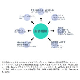 脂肪組織 - 止血因子および血行力学的要因(アンジオテンシノーゲン PAI-1)、ケモカイン(MCP-1 および MIF)、ニューロトロフィン(NGF)、食欲とエネルギーのバランス(レプチンおよびアディポネクチン)、サイトカイン(TNF-α、IL-1β、IL-6、IL-10、IL-18、TGF-β)、脂肪酸、グリセロール、コレステロールおよびステロイドホルモン、急性期タンパク質(SAA、CRP、メタロチオネイン、ハプトグロビン)