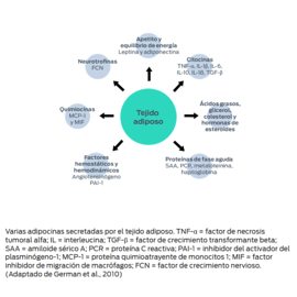 Tejido adiposo: factores hemostáticos y hemodinámicos (angiotensinógeno PAI-1), quimiocinas (MCP-1 y MIF), neurotrofinas (NGF), balance energético y del apetito (leptina y adiponectina), citocinas (TNF-α, IL-1β, IL-6, IL-10, IL-18 y TGF-β), ácidos grasos, glicerol, colesterol y hormonas esteroides, proteínas de fase aguda (SAA, PCR, metalotioneína, haptoglobina)