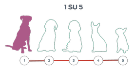 Visualizzazione di cinque sagome di cani allineate, una sola sagoma evidenziata.