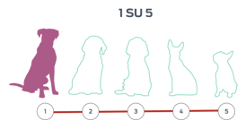 Visualizzazione di cinque sagome di cani allineate, una sola sagoma evidenziata.