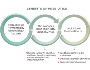 benefits_of_prebiotics.png