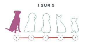 Silhouettes de cinq chiens, l'une d'entre elles étant remplie.