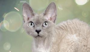 grey-devon-rex-cat
