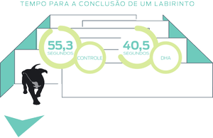 Imagem do labirinto de desenvolvimento inicial
