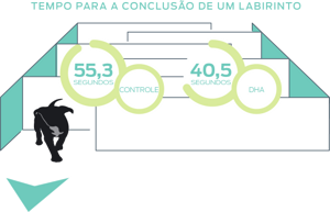 Imagem do labirinto de desenvolvimento inicial
