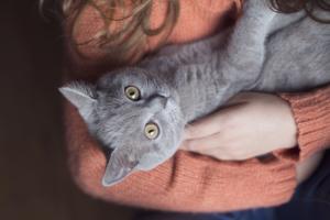 Das Vermeiden von Katzen kann allergische Reaktionen nicht beseitigen