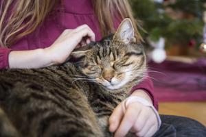 Le Sexe Est La Seule Caractéristique Physique Liée À La Production D'Allergènes