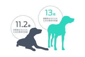 Mdeian life span dog